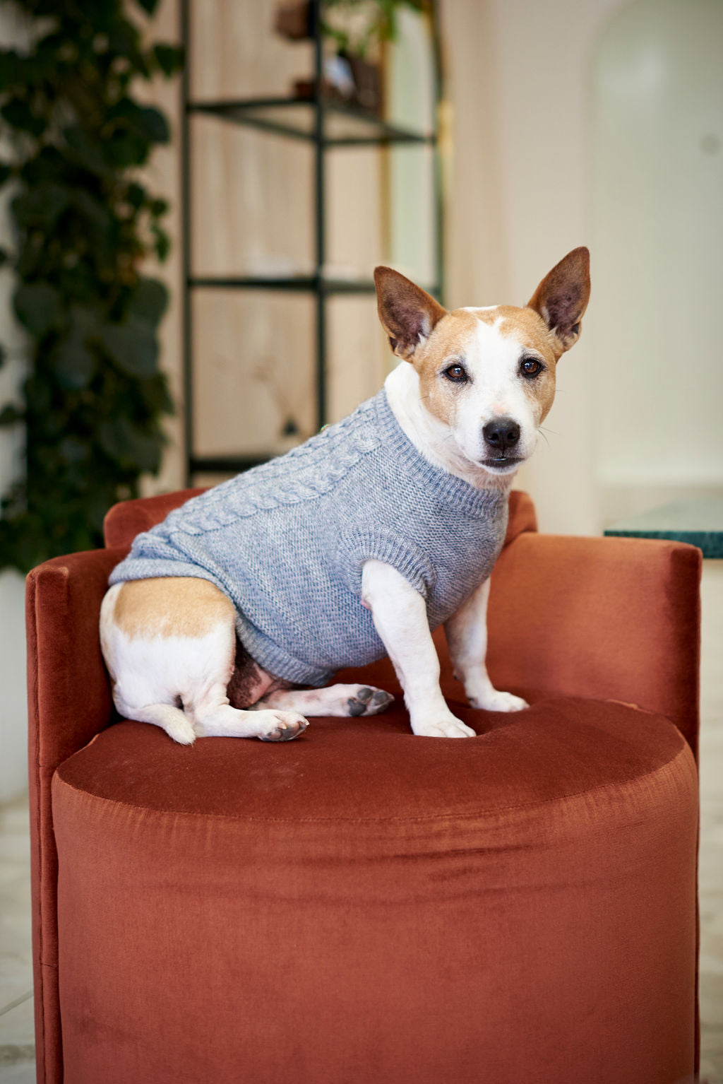 The Logan Knitted Dog Jersey