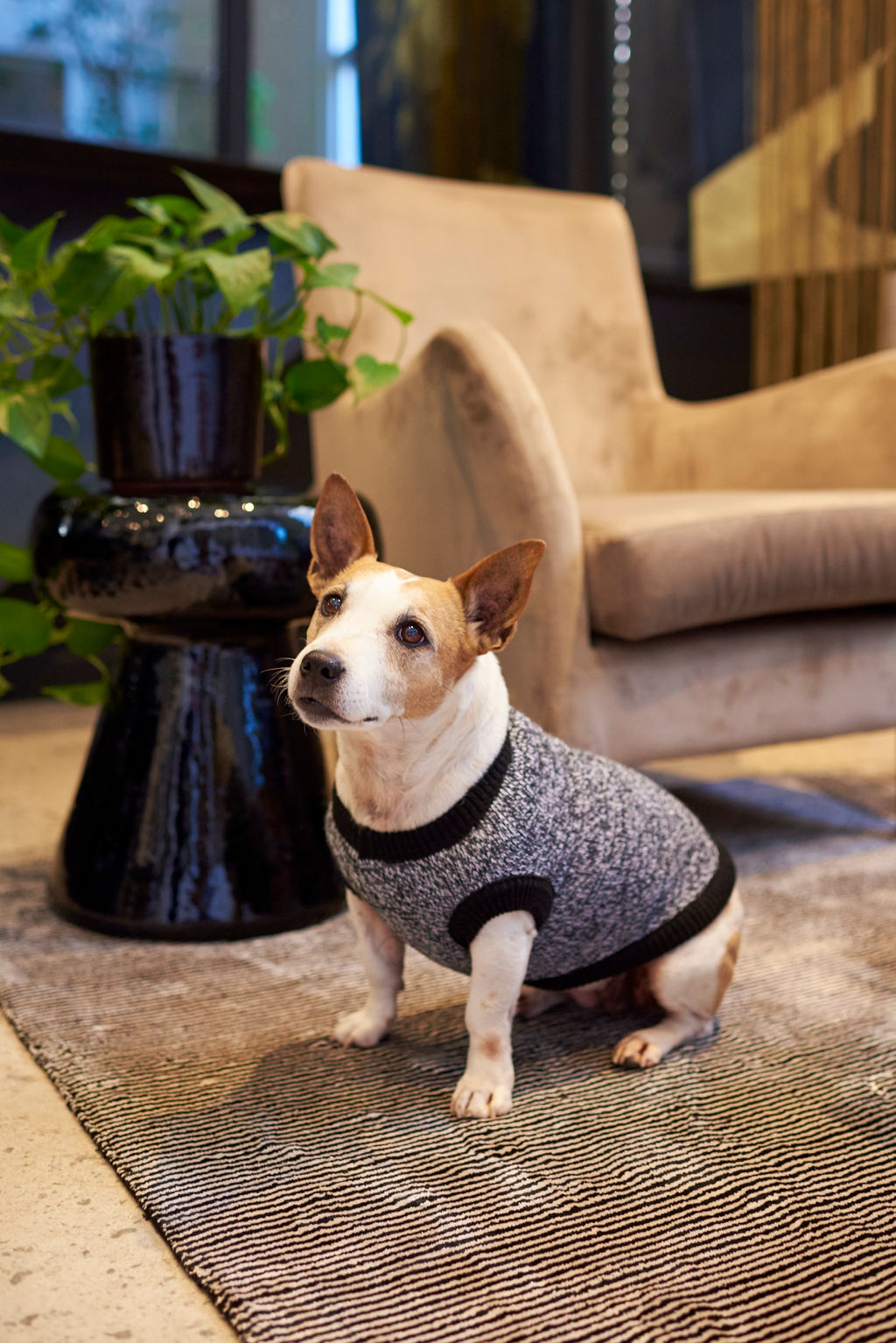 The Ziggy Knitted Dog Jersey