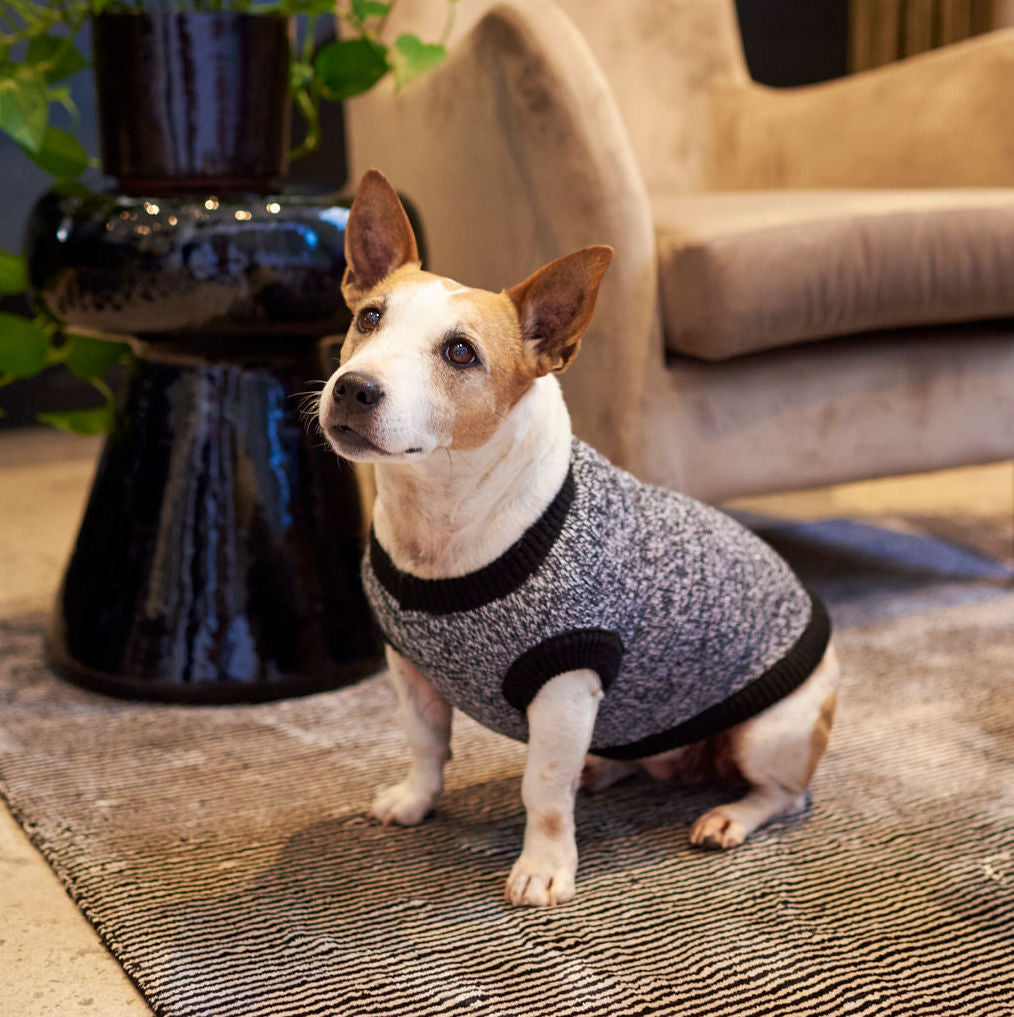 The Ziggy Knitted Dog Jersey – Lucky and Lou