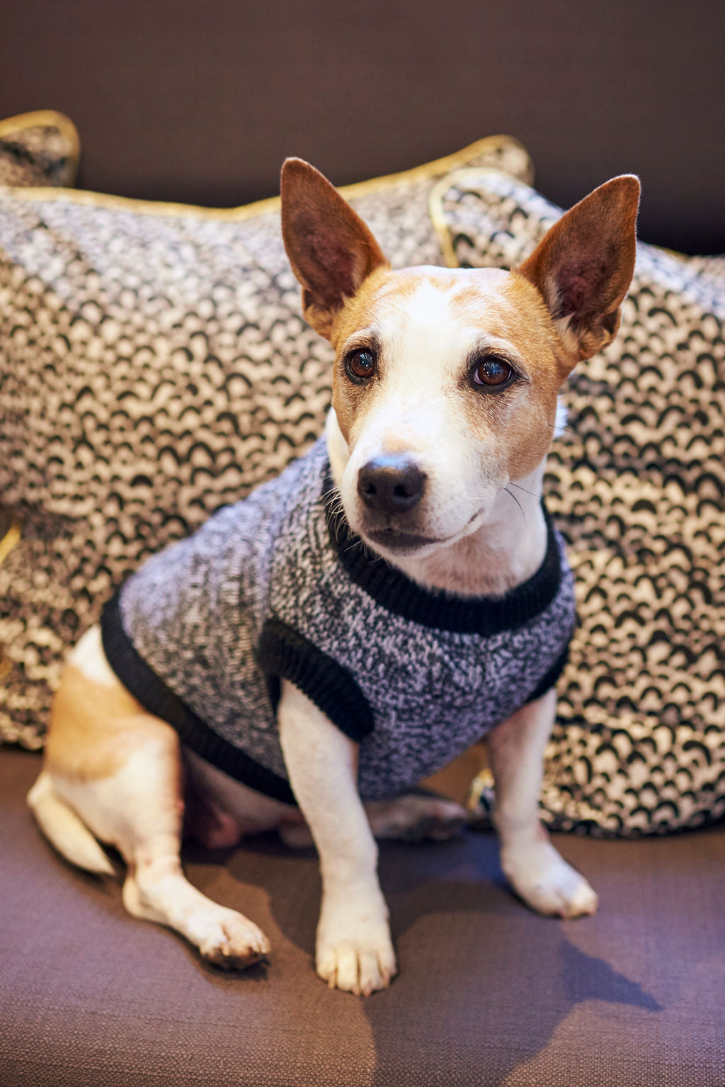 The Ziggy Knitted Dog Jersey