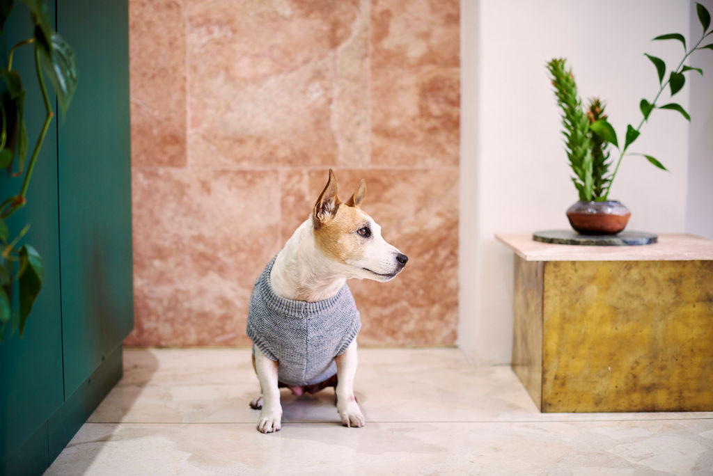 The Logan Knitted Dog Jersey