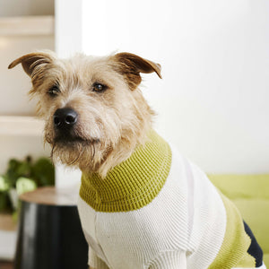 The Hendrix Dog Jersey
