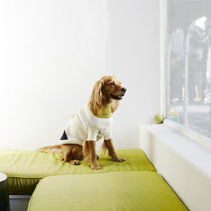 The Hendrix Dog Jersey